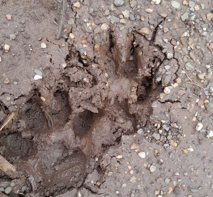 Dấu chân hổ được người dân xã Chiềng Hắc, huyện Mộc Châu (Sơn La) phát hiện và chụp lại. Ảnh: Người dân cung cấp.