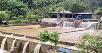 Lai Châu: Mưa lũ cuốn trôi hơn 30 tấn cá hồi tại Tam Đường