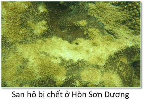 Đ&aacute;y biển miền Trung ra sao sau sự cố m&ocirc;i trường?