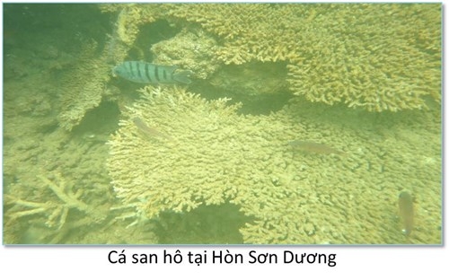 Đ&aacute;y biển miền Trung ra sao sau sự cố m&ocirc;i trường?