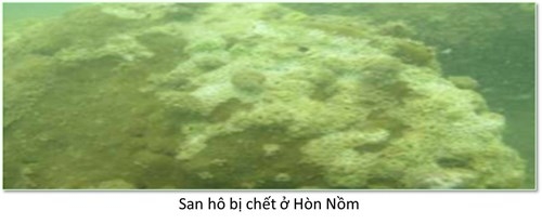 Đ&aacute;y biển miền Trung ra sao sau sự cố m&ocirc;i trường?