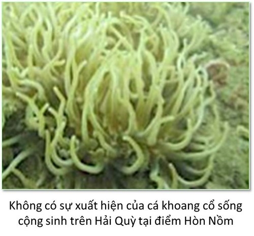 Đ&aacute;y biển miền Trung ra sao sau sự cố m&ocirc;i trường?