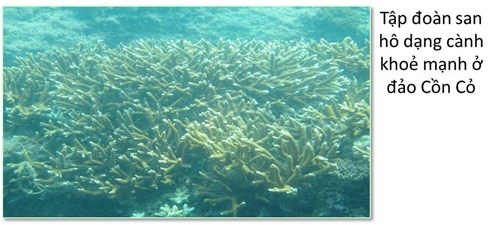 Đ&aacute;y biển miền Trung ra sao sau sự cố m&ocirc;i trường?