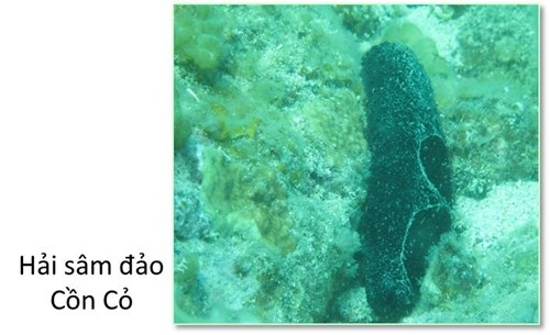 Đ&aacute;y biển miền Trung ra sao sau sự cố m&ocirc;i trường?