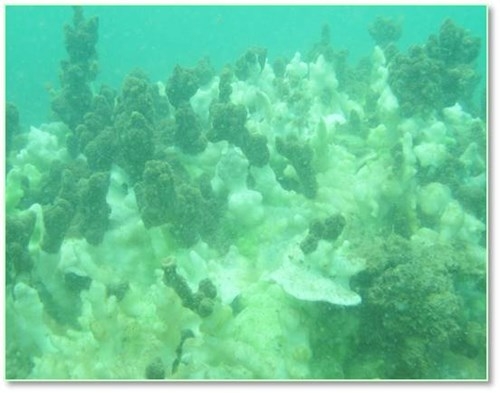 San h&ocirc; bị chết trắng tại H&ograve;n Sơn Ch&agrave;.