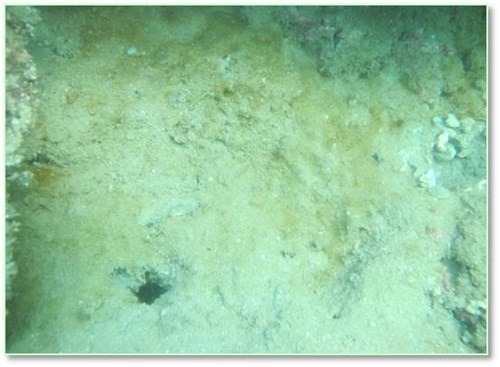 Trầm t&iacute;ch đ&aacute;y một số điểm bị phủ lớp m&agrave;ng m&agrave;u v&agrave;ng &ndash; n&acirc;u sậm.