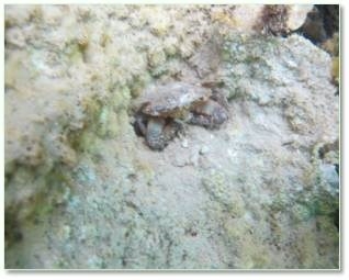 Ghẹ bị chết trong hốc san h&ocirc; tại B&atilde;i Chuối.