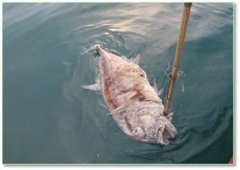 C&aacute;c nh&agrave; khoa học thu mẫu c&aacute; Vẩu để lấy mẫu dịch m&agrave;ng b&aacute;m ngo&agrave;i da