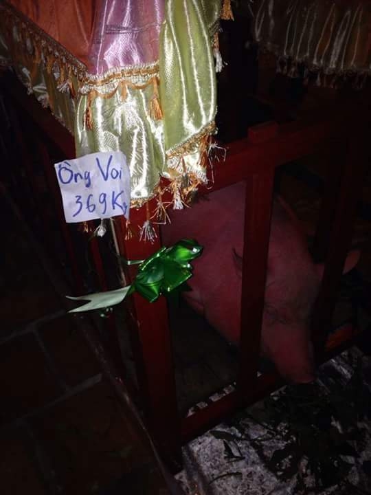 &Ocirc;ng Voi trong cũi sơn đỏ, c&oacute; m&aacute;i che v&agrave; ghi c&acirc;n nặng chuẩn bị cho tục thi.