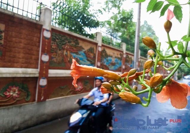 Bức tường gốm t&ocirc; điểm cho ng&otilde; nhỏ