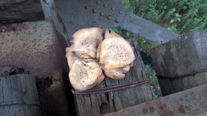 Chi gần 300 tỷ đồng tu sửa, thực trạng cầu Long Bi&ecirc;n ra sao?