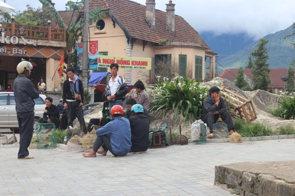 Một g&oacute;c chợ chim.