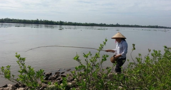 Ninh Bình: Mỗi ngày kiếm vài trăm ngàn nhờ cần câu không lưỡi