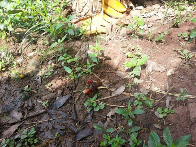 C&aacute;y l&agrave; lo&agrave;i gi&aacute;p x&aacute;c sống ở v&ugrave;ng nước lợ, cửa s&ocirc;ng.