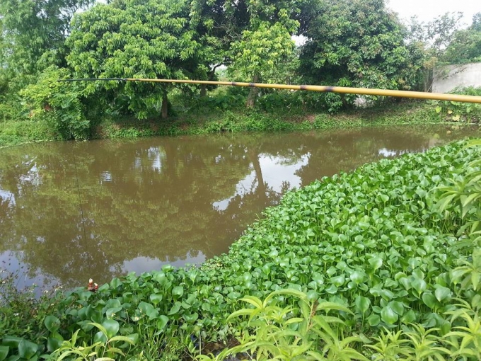 Người c&acirc;u chỉ cần thả mồi cho c&aacute;y cắp v&agrave; nhấc l&ecirc;n.