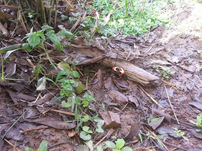 C&aacute;y rất h&aacute;u ăn v&agrave; cắp rất chắc.