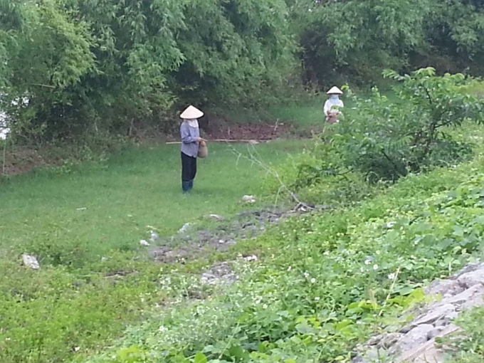 C&acirc;u c&aacute;y đem lại thu nhập ổn định cho người d&acirc;n trong huyện.