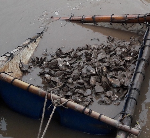 H&agrave;u chết h&agrave;ng loạt.