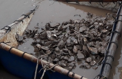 Bạc Liêu: Người dân điêu đứng vì hàu chết hàng loạt