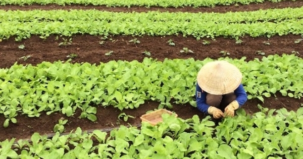 Rau nhà giàu: Đắt gấp đôi bò Mỹ, đỡ tiền mua thuốc