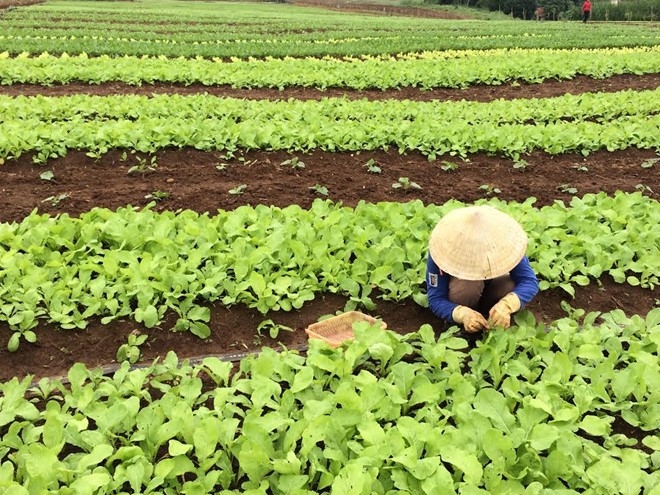 Rau được trồng v&agrave; chăm s&oacute;c kỹ lưỡng.