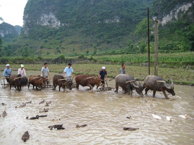 Tết v&iacute;a tr&acirc;u được tổ chức để c&uacute;ng thần n&ocirc;ng, xin trả v&iacute;a cho gia s&uacute;c v&agrave; trả c&ocirc;ng những &ocirc;ng đầu cơ nghiệp.