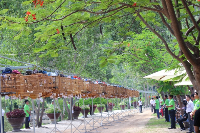 Gần 400 ch&uacute; chim đua t&agrave;i