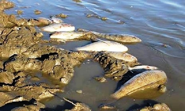 Trong những ng&agrave;y qua hiện tượng c&aacute; chết h&agrave;ng loạt nổi l&ecirc;n tại c&aacute;c hồ đập khiến nhiều người người nu&ocirc;i v&ocirc; c&ugrave;ng lo lắng.