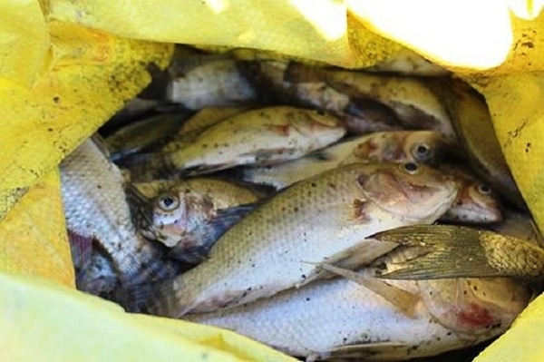 Người d&acirc;n tbhu gom, vớt c&aacute; chết tại c&aacute;c hồ đập về phơi hoặc l&agrave;m thức ăn cho gia s&uacute;c.