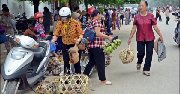 Cùng đồng bào vùng cao đón Tết đặc biệt dành cho... trâu bò