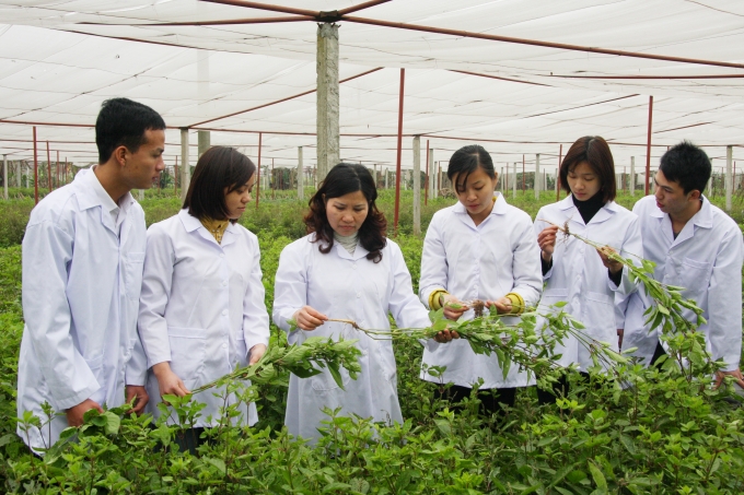 Đo&agrave;n c&aacute;n bộ của C&ocirc;ng ty Dược phẩm T&acirc;m B&igrave;nh thăm khu trồng dược liệu.&nbsp;