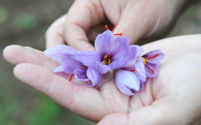 Saffron được coi l&agrave; loại gia vị qu&yacute; hiếm v&agrave; đắt gi&aacute; bậc nhất thế giới. (Ảnh: Telegraph)