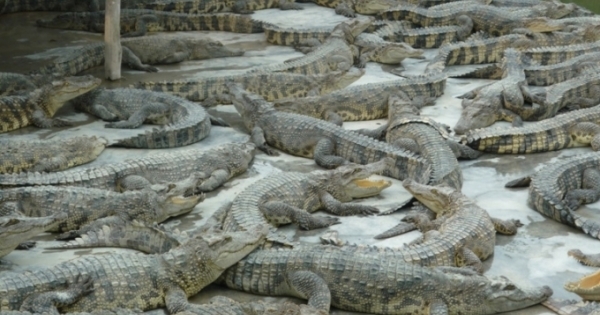 Thanh niên đột nhập trang trại bắt 300 con cá sấu