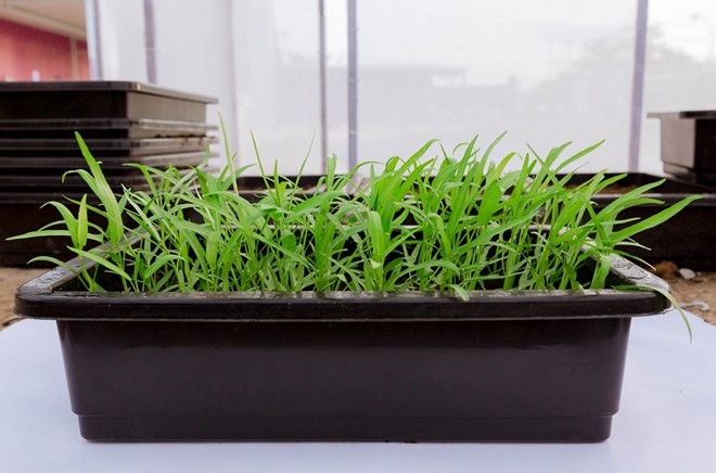 Khay rau muống được b&aacute;n với gi&aacute; 39 ngh&igrave;n đồng.