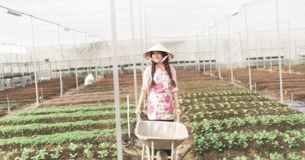 Khởi nghiệp bằng dịch vụ cung cấp rau sạch trọn gói