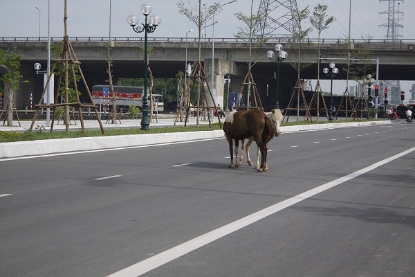 Nhiều con tung tăng xuống l&ograve;ng đường dạo, chơi cản trở giao th&ocirc;ng.