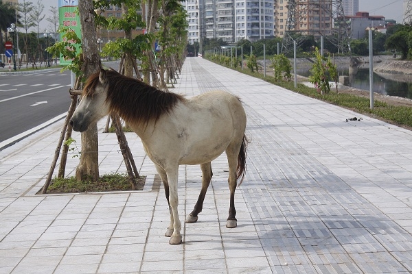 Vỉa h&egrave; rộng 7,2 m được l&aacute;t đ&aacute; xanh tự nhi&ecirc;n biến th&agrave;nh nơi ph&oacute;ng uế của đ&agrave;n ngựa.