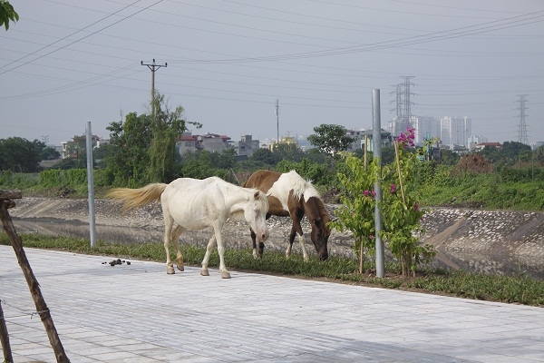 Đường hiện đại bậc nhất ph&iacute;a Nam Thủ đ&ocirc; biến th&agrave;nh nơi chăn ngựa