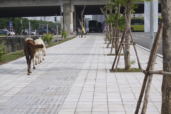 Theo quan s&aacute;t của ph&oacute;ng vi&ecirc;n Ph&aacute;p luật Plus, hơn một tiếng đồng hồ đ&agrave;n ngựa vẫn ung dung ăn cỏ tr&ecirc;n con đường n&agrave;y m&agrave; kh&ocirc;ng c&oacute; lực lượng chức năng n&agrave;o xử l&yacute; để đảm bảo an t&agrave;n giao th&ocirc;ng cho người đi đường.