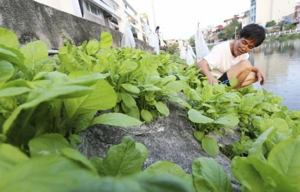 Kim loại nặng Asennic thường t&iacute;ch lũy nhiều nhất trong c&aacute;c loại rau họ cải.