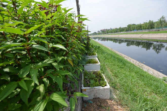 Rau tự trồng tại c&aacute;c gia đ&igrave;nh vẫn c&oacute; nguy cơ mất an to&agrave;n.