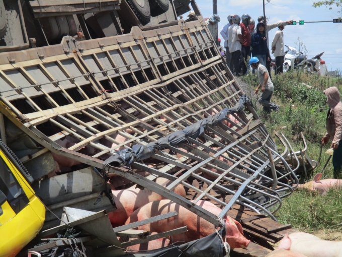 Sau khi bị lật, phần th&ugrave;ng chiếc xe tải bị hư hỏng khiến nhiều con lợn tr&ecirc;n xe tho&aacute;t ra ngo&agrave;i.