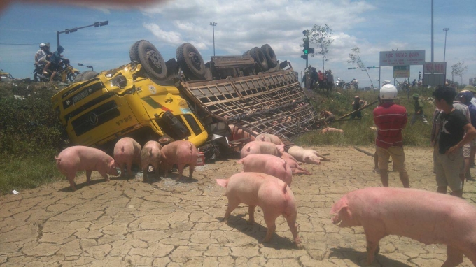 Nhiều con lợn tho&aacute;t ra ngo&agrave;i bỏ chạy khắp nơi.