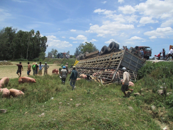 Ph&aacute;t hiện sự việc, người d&acirc;n địa phương đ&atilde; gi&uacute;p t&agrave;i xế bảo vệ số lợn dưới thời tiết nắng n&oacute;ng.