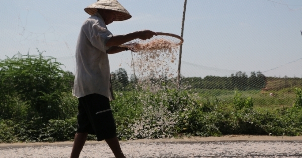 Vắt óc tìm đầu ra cho con ruốc ở Bạc Liêu