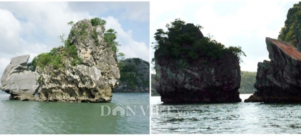 Thiên Nga trên vịnh Bái Tử Long bị... "chặt đầu"