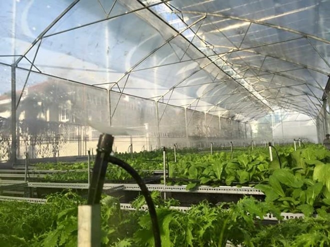 M&ocirc; h&igrave;nh rau thủy canh d&ugrave;ng h&oacute;a chất tinh khiết của vợ chồng ah Vũ. Ảnh:&nbsp;Phạm Oanh.