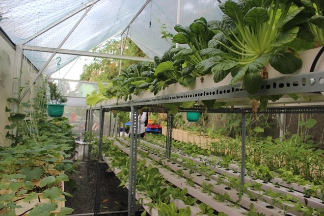 N&ocirc;ng trại rau hữu cơ 3000m2 được đ&agrave;u tư b&agrave;i bản giữa khu thủ đ&ocirc; nh&agrave; gi&agrave;u. Ảnh: Phạm Oanh