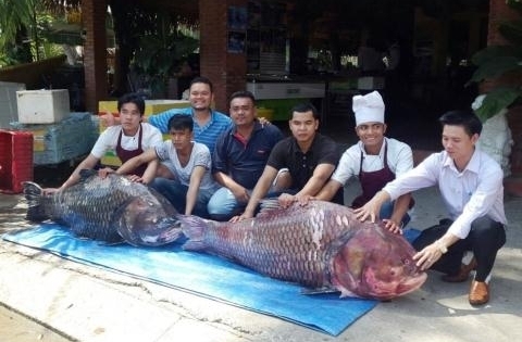 "Thuỷ quái" hơn nửa tạ lên bàn nhậu