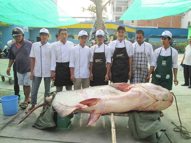 Ng&agrave;y 11/12/2013, một nh&agrave; h&agrave;ng ở TP.Long Xuy&ecirc;n, tỉnh An Giang cũng mua được con c&aacute; tra dầu &ldquo;khủng&rdquo; nặng đến 247kg của ngư d&acirc;n đ&aacute;nh bắt được tr&ecirc;n v&ugrave;ng Biển Hồ.